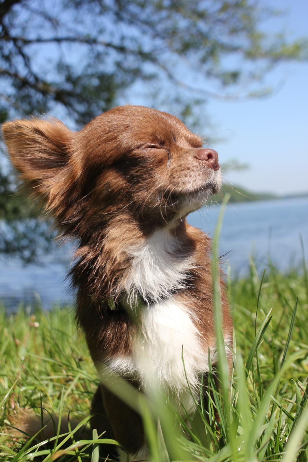 Chihuahua Sukkerpels COCIO. cocio ! billede 1