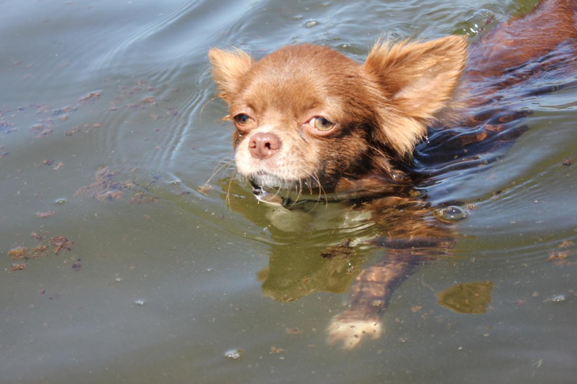 Chihuahua Sukkerpels COCIO. cocio ! billede 13