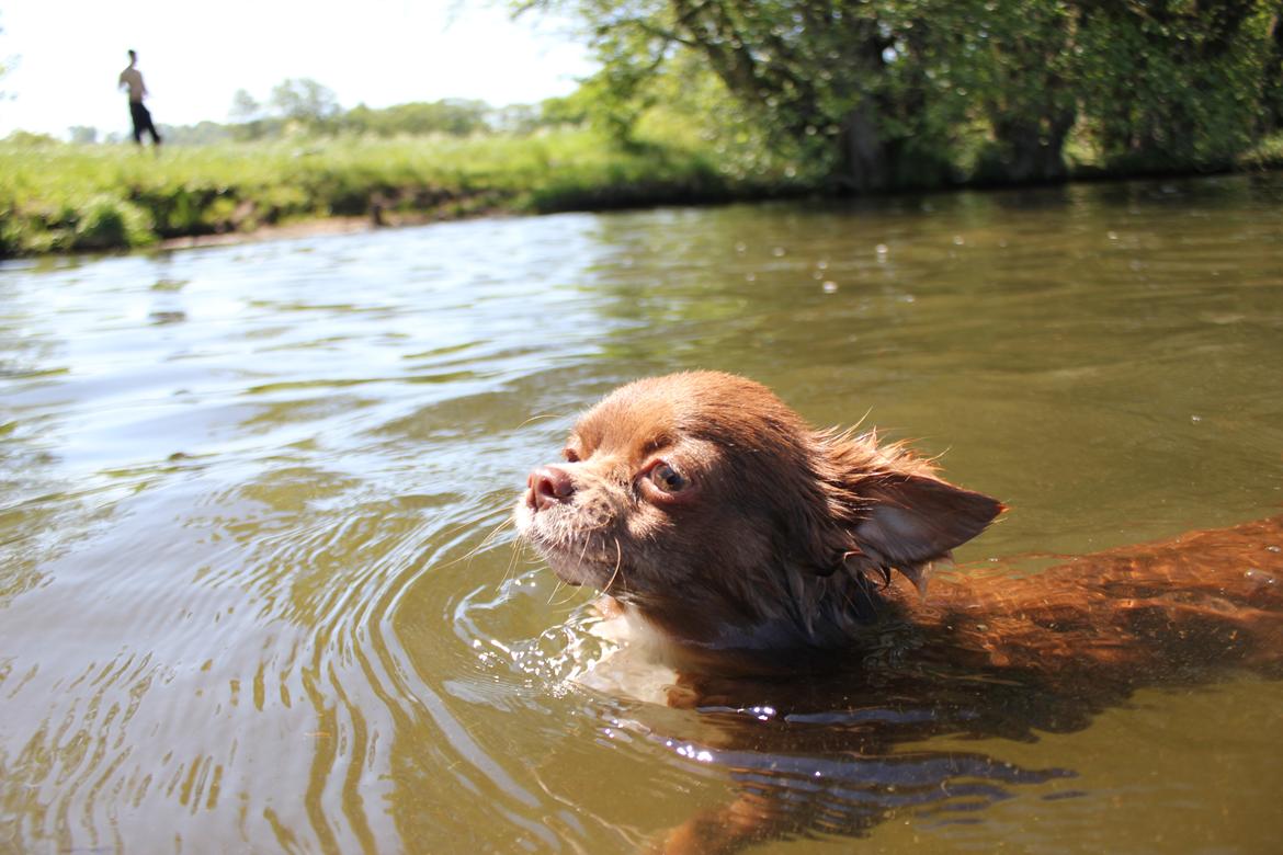 Chihuahua Sukkerpels COCIO. cocio ! billede 14