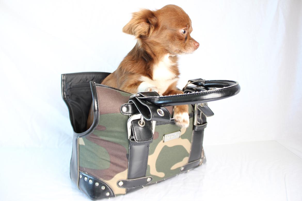 Chihuahua Sukkerpels COCIO. cocio ! billede 15