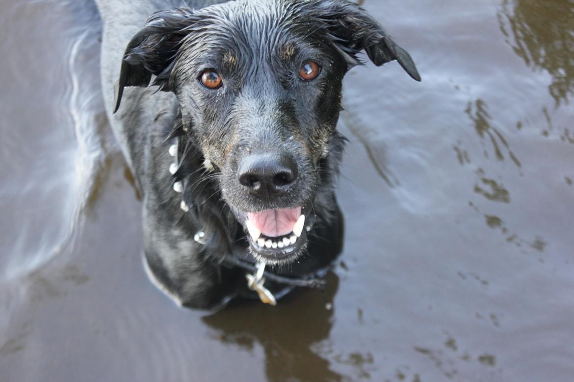 Blanding af racer Sica billede 11