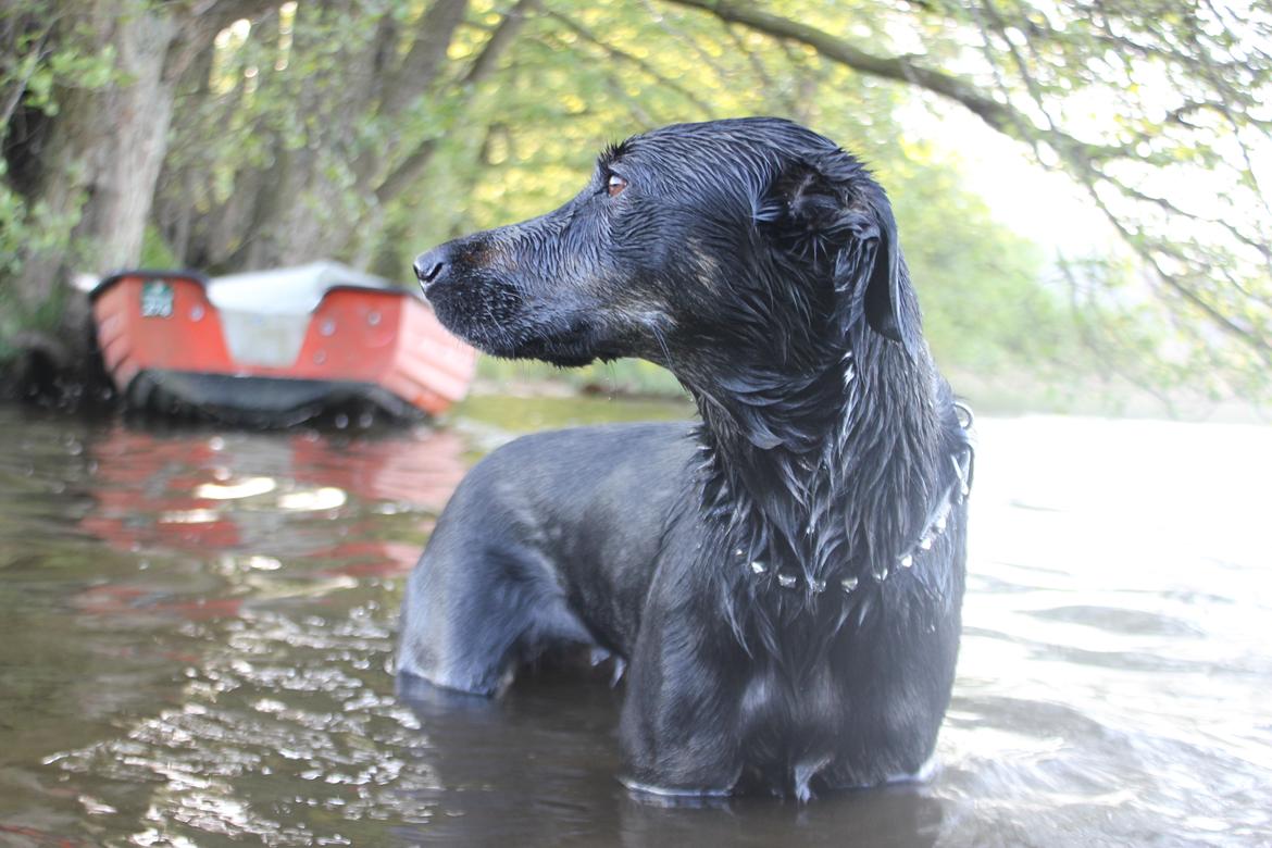 Blanding af racer Sica billede 6