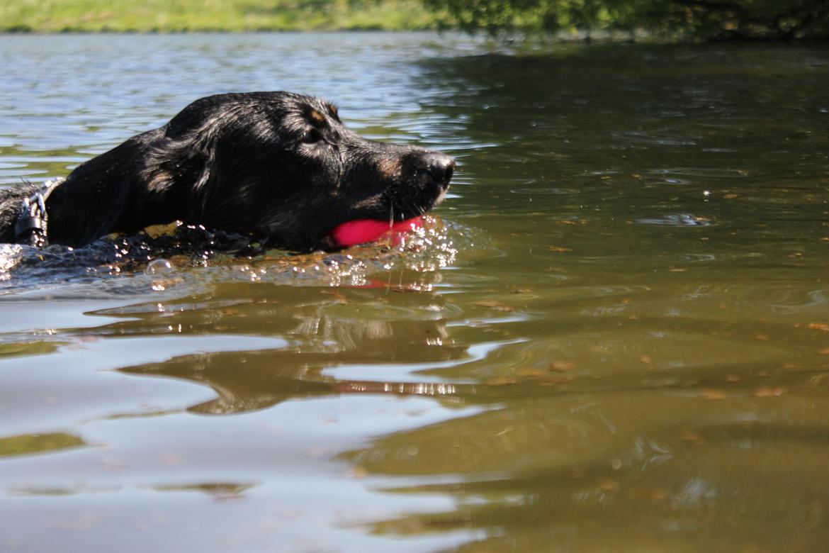 Blanding af racer Sica billede 7