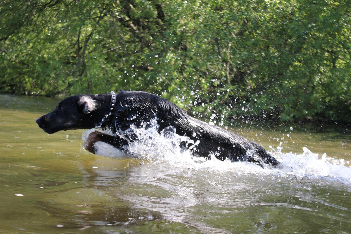 Blanding af racer Sica billede 5