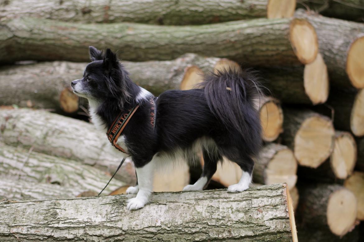 Blanding af racer Zita Chi/Papillon (RBM) - Kan man se hvem der har øvet balance til Agility?..ja det kan man vist ;) billede 18