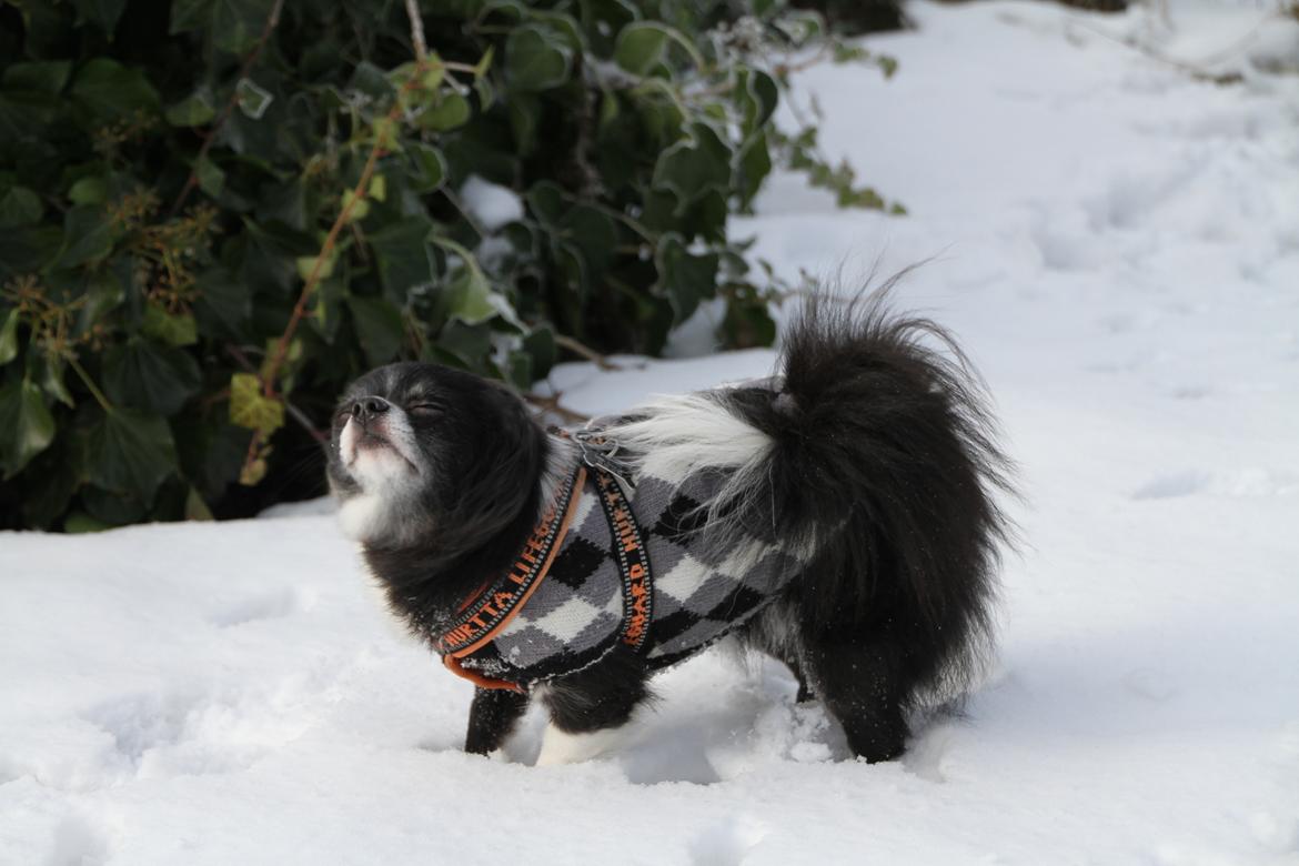 Blanding af racer Zita Chi/Papillon (RBM) - Vil du se et trylle nummer?.. tadaa jeg kan få mine øre til at forsvinde!  billede 19