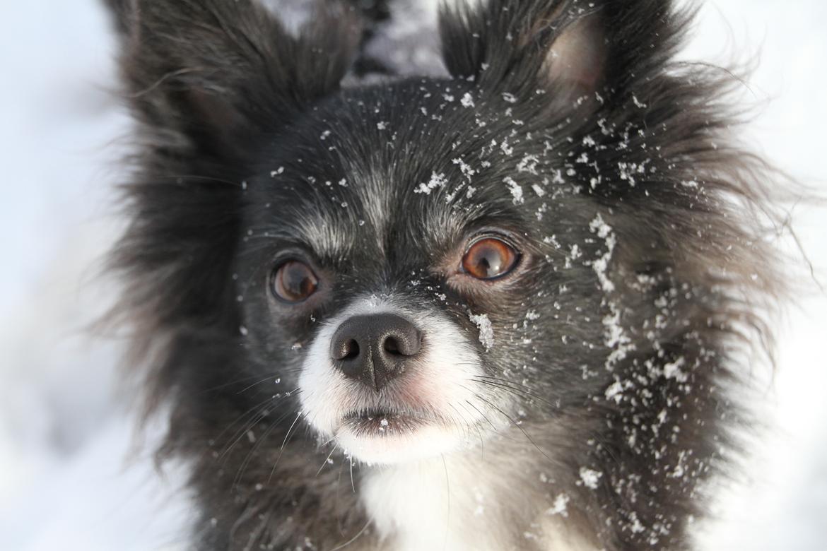 Blanding af racer Zita Chi/Papillon (RBM) - Do i have something on my face?..  billede 20