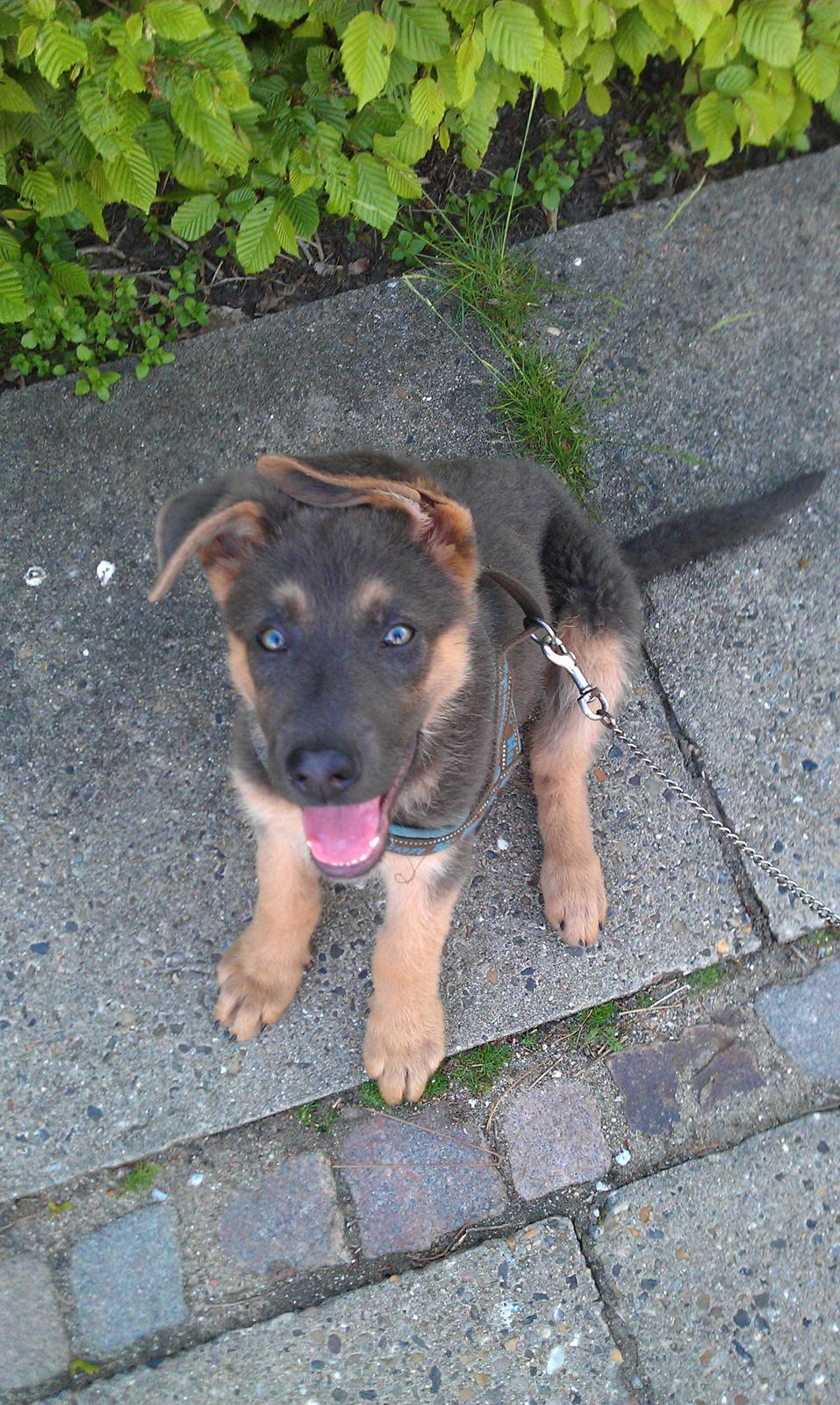 Schæferhund Bella - Bella på gåtur.  billede 1