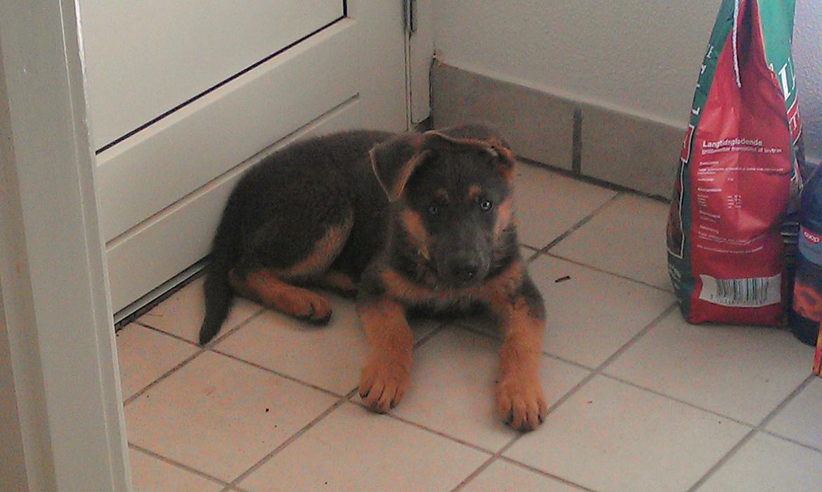 Schæferhund Bella - Lige ankommet til sit nye hjem! :0) billede 2