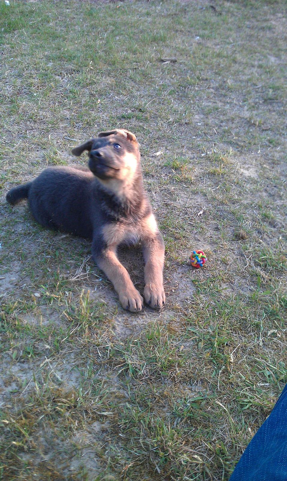 Schæferhund Bella billede 4