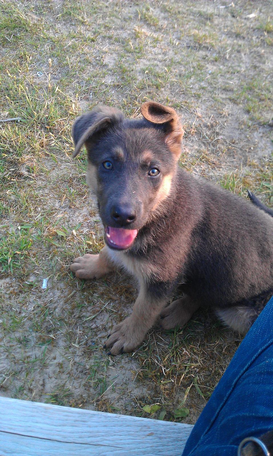 Schæferhund Bella - Er jeg ikke bare sød?  billede 5