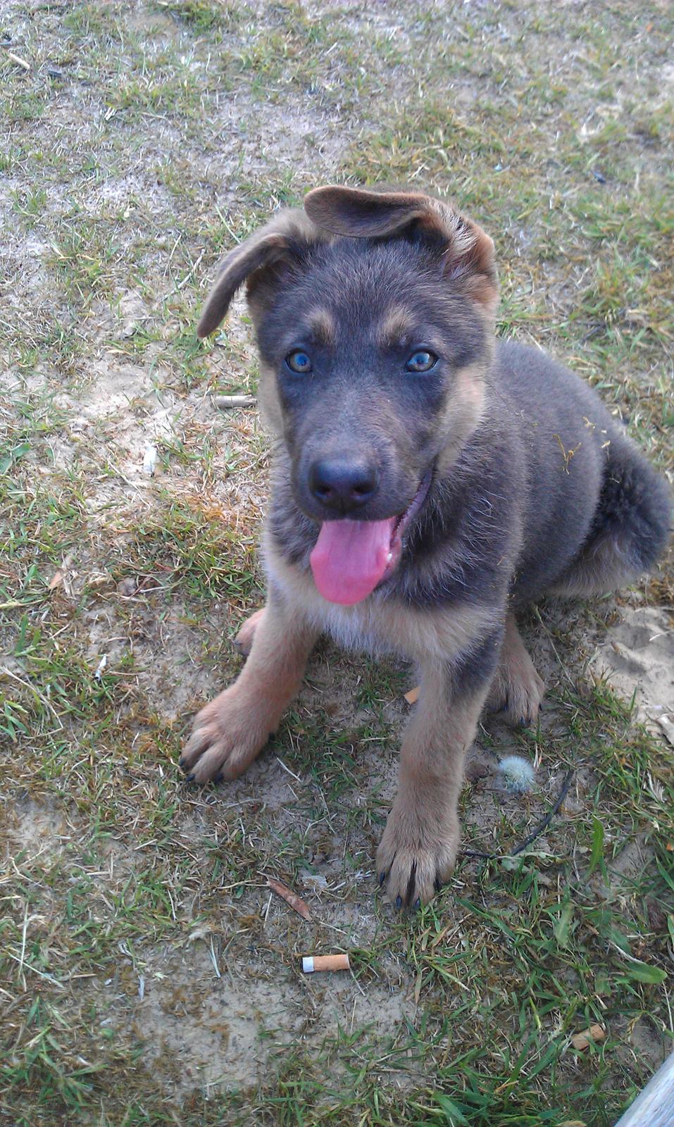 Schæferhund Bella billede 7