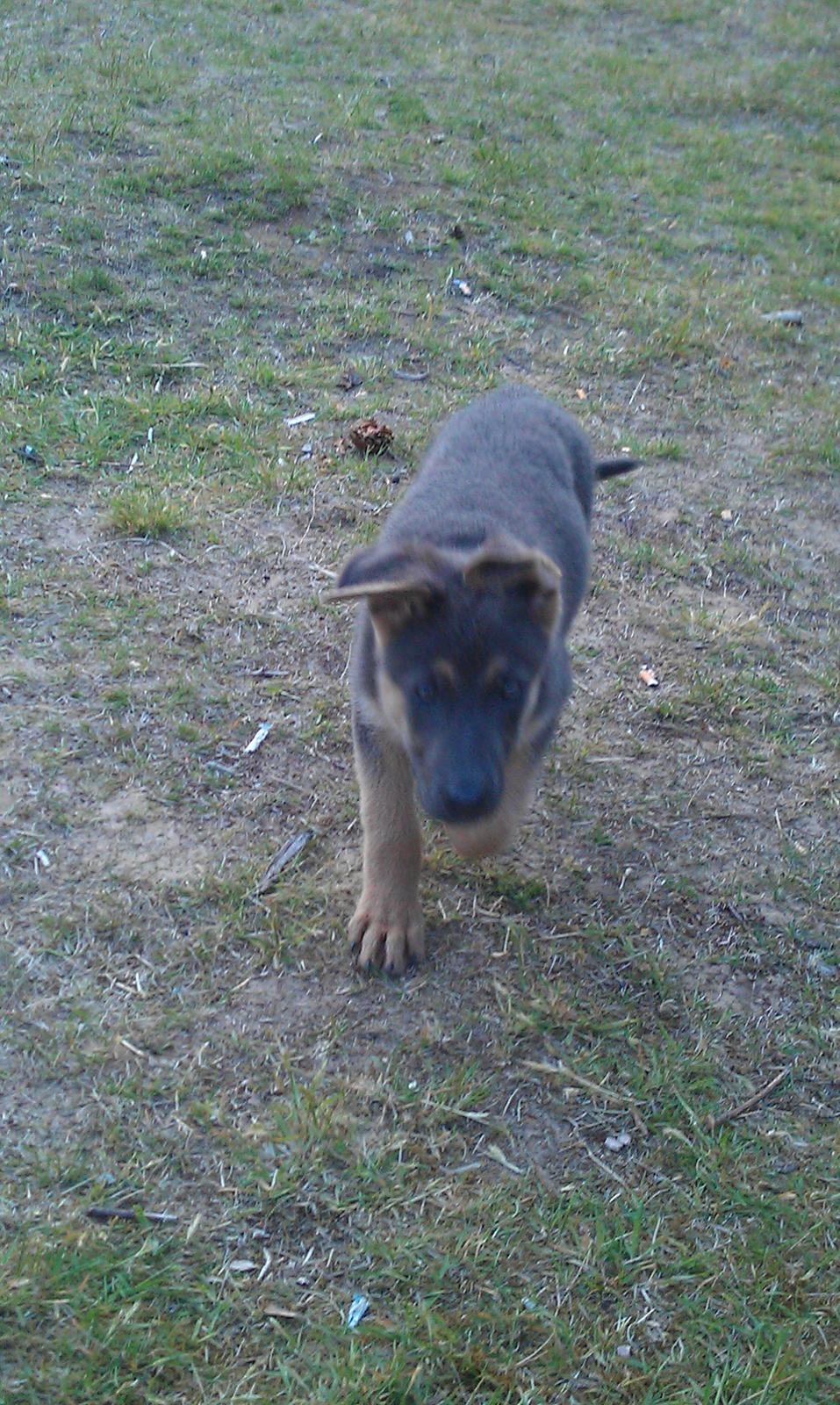 Schæferhund Bella billede 8