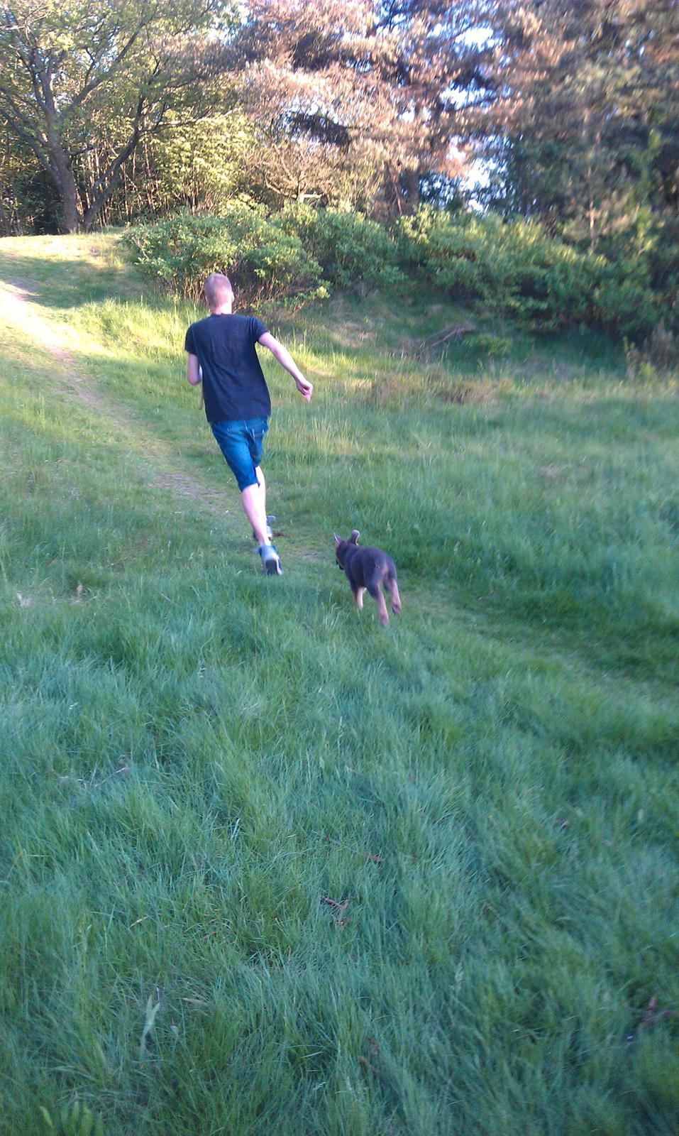 Schæferhund Bella - Tager en vild løbetur med far op ad bakken :0) billede 9