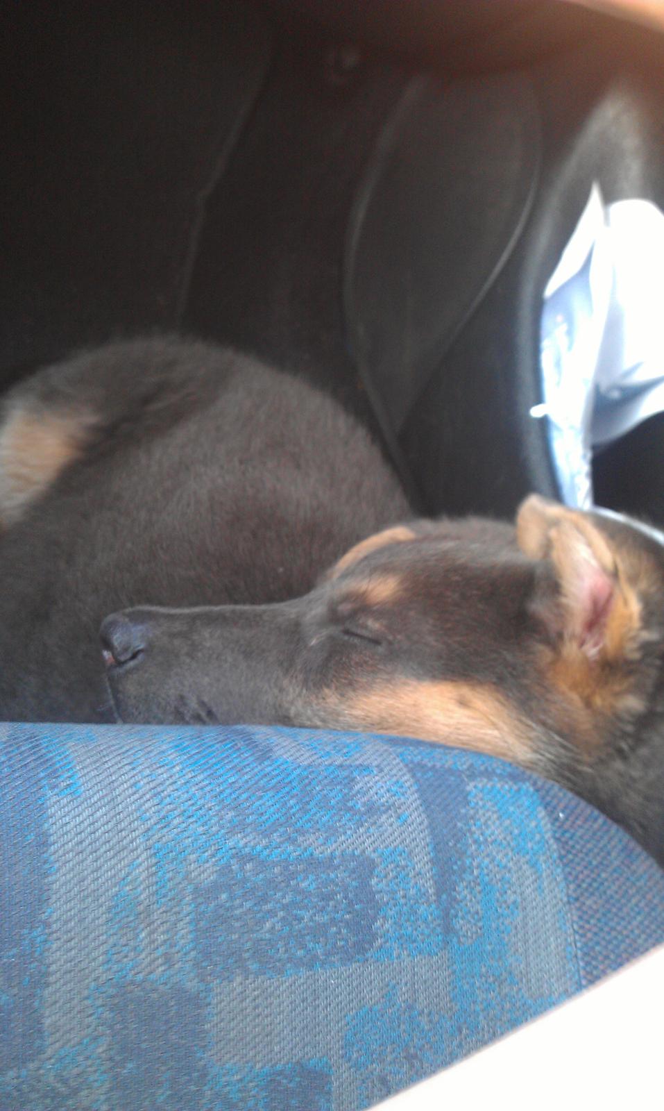 Schæferhund Bella - Er en meget træt hund, efter en god dag, hvor jeg bla. har leget med en anden hund :0) billede 11