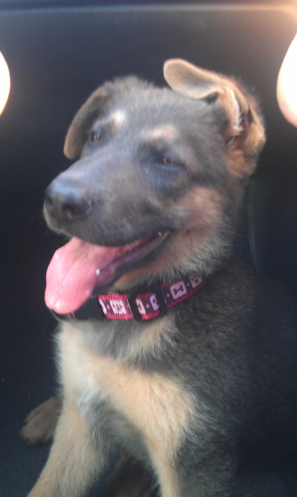 Schæferhund Bella - Har idag fået et nyt halsbånd af min mor og far, hvor er jeg bare glad for det! billede 12