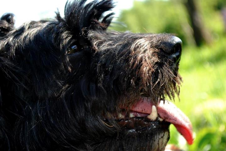 Blanding af racer <Pom Frida> - 25 Maj 2012
Fotograf - Sofie D billede 11