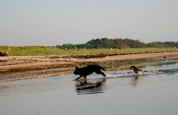 Blanding af racer <Pom Frida> - 25 Maj 2012
Fotograf - Sofie D billede 2