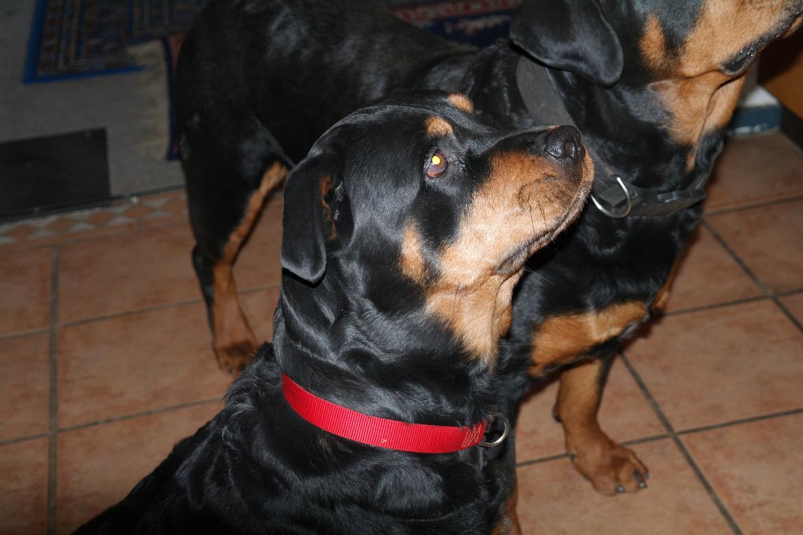 Rottweiler Mollie<3 |Molsen|<3 R.I.P Min trold..<3 - <3 billede 6