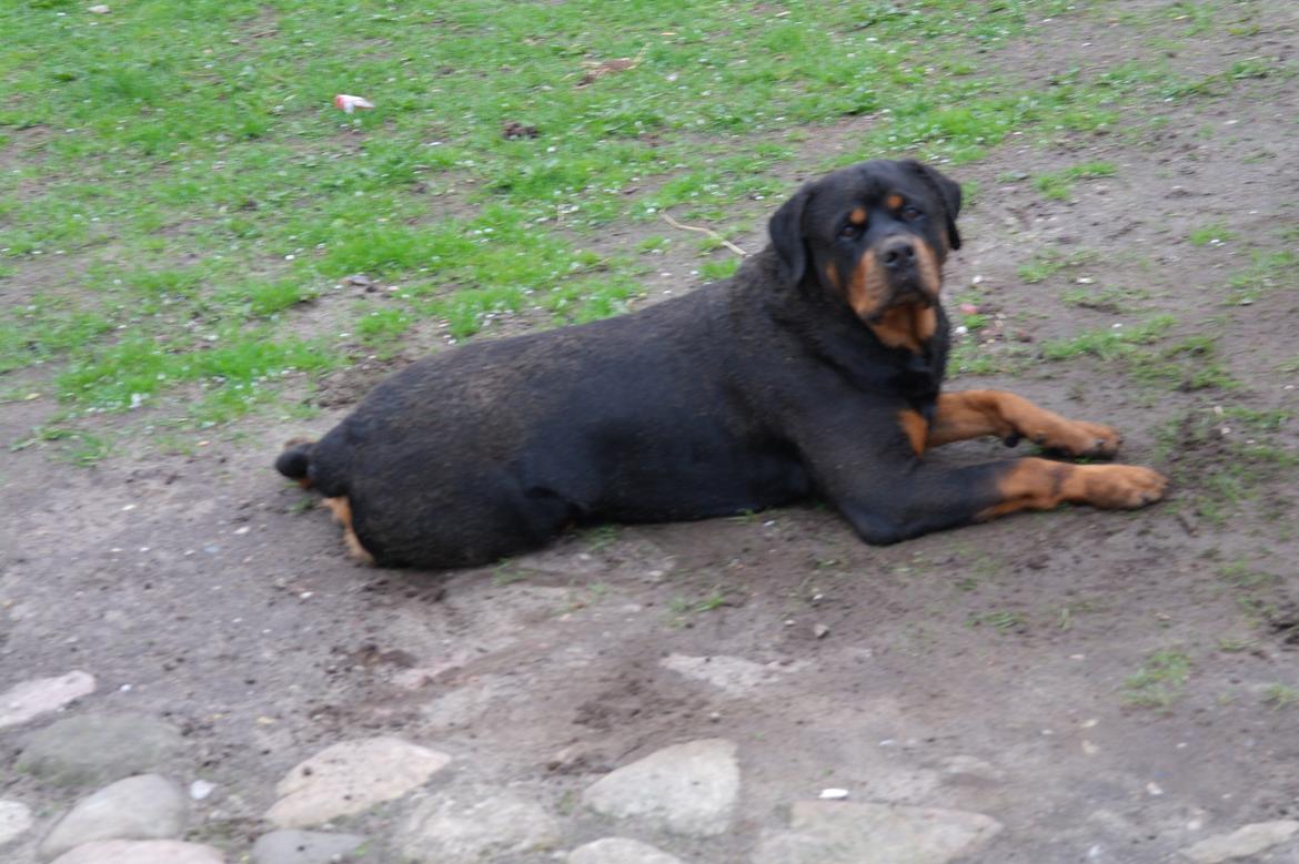 Rottweiler Fafner<3 |Faffe'laffe|<3 - Selvfølgelig skal man ud og rulle sig når man lige har været i bad :I<3 billede 33