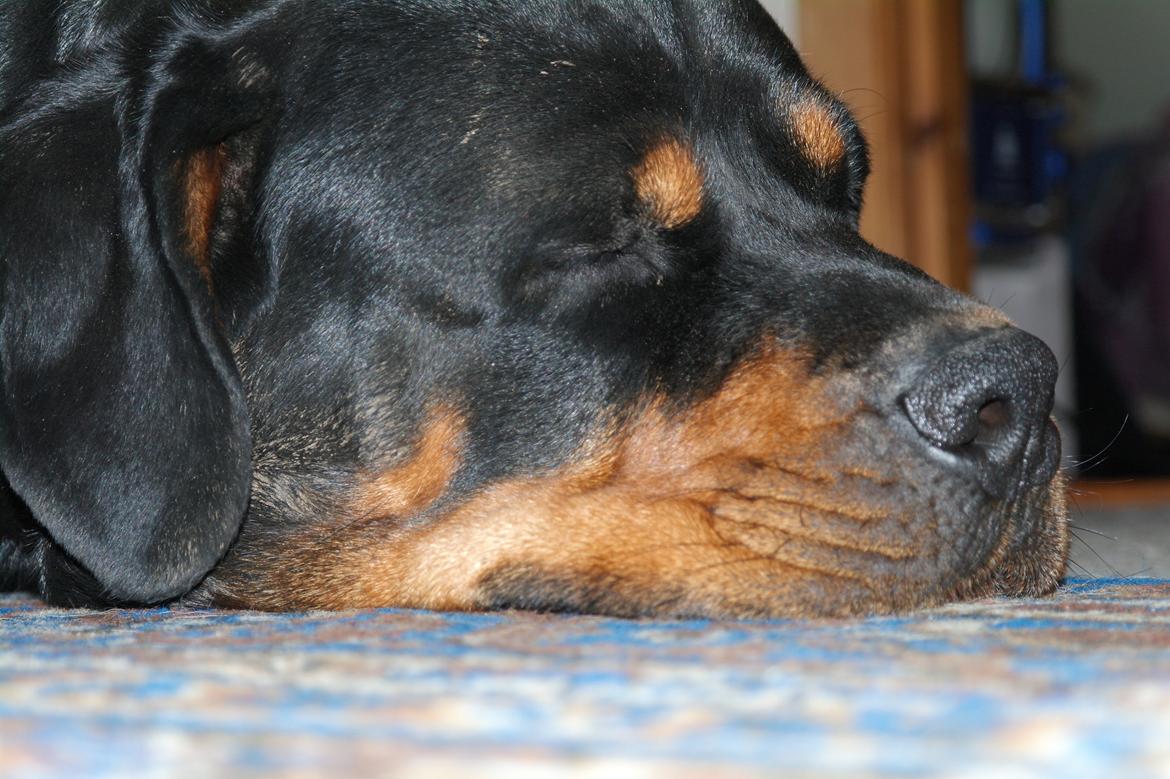 Rottweiler Fafner<3 |Faffe'laffe|<3 billede 34