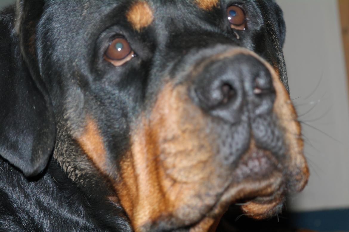 Rottweiler Fafner<3 |Faffe'laffe|<3 billede 36