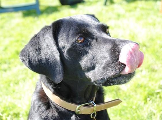 Labrador retriever  |Sally billede 14