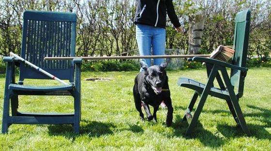 Labrador retriever  |Sally billede 16