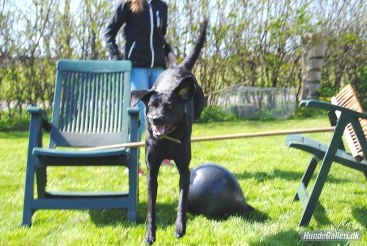 Labrador retriever  |Sally billede 17