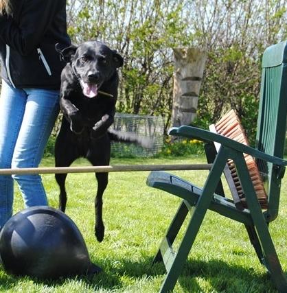Labrador retriever  |Sally billede 13