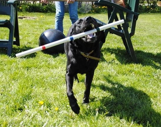 Labrador retriever  |Sally billede 19