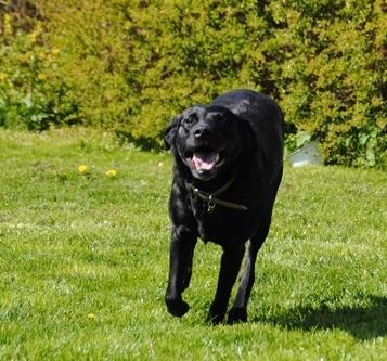 Labrador retriever  |Sally billede 15