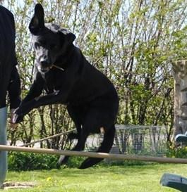 Labrador retriever  |Sally billede 20