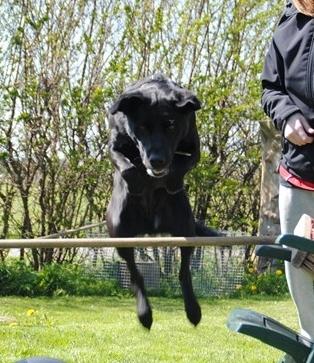 Labrador retriever  |Sally billede 23