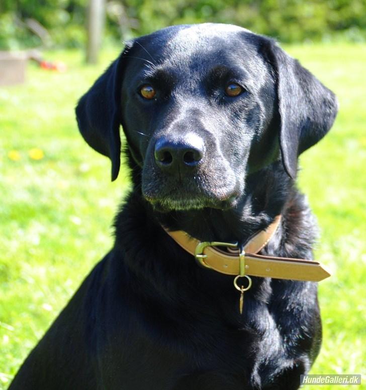 Labrador retriever  |Sally billede 2