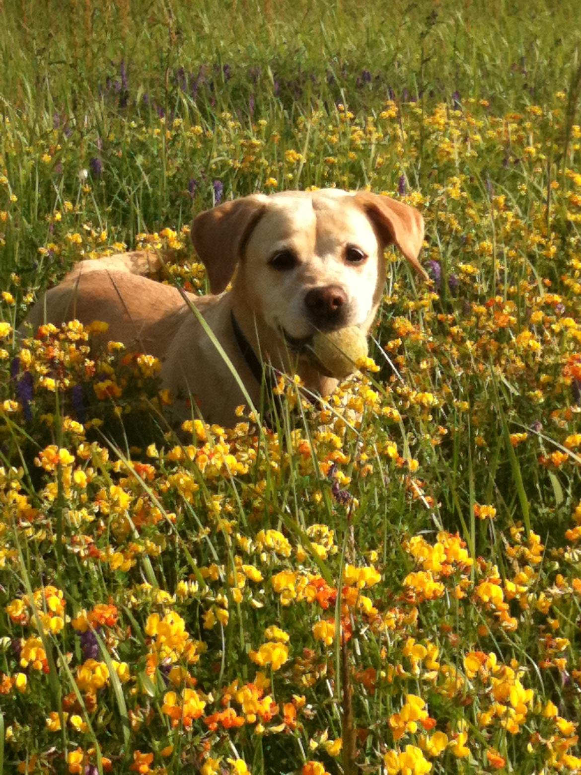 Blanding af racer puk billede 1