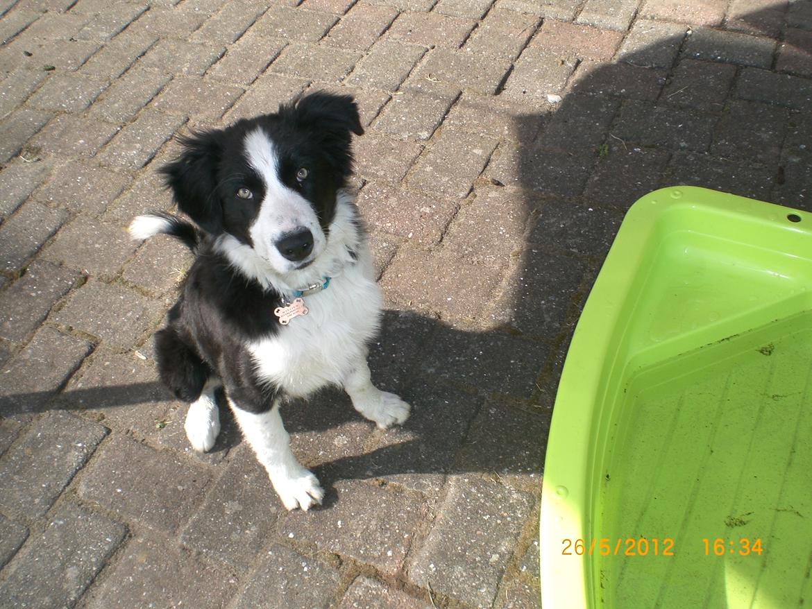 Border collie Futte billede 9