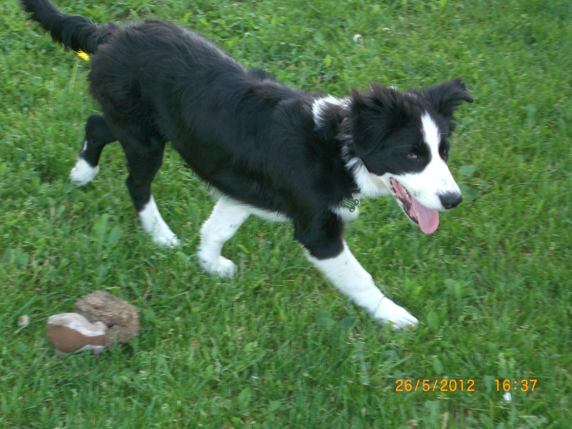 Border collie Futte billede 11