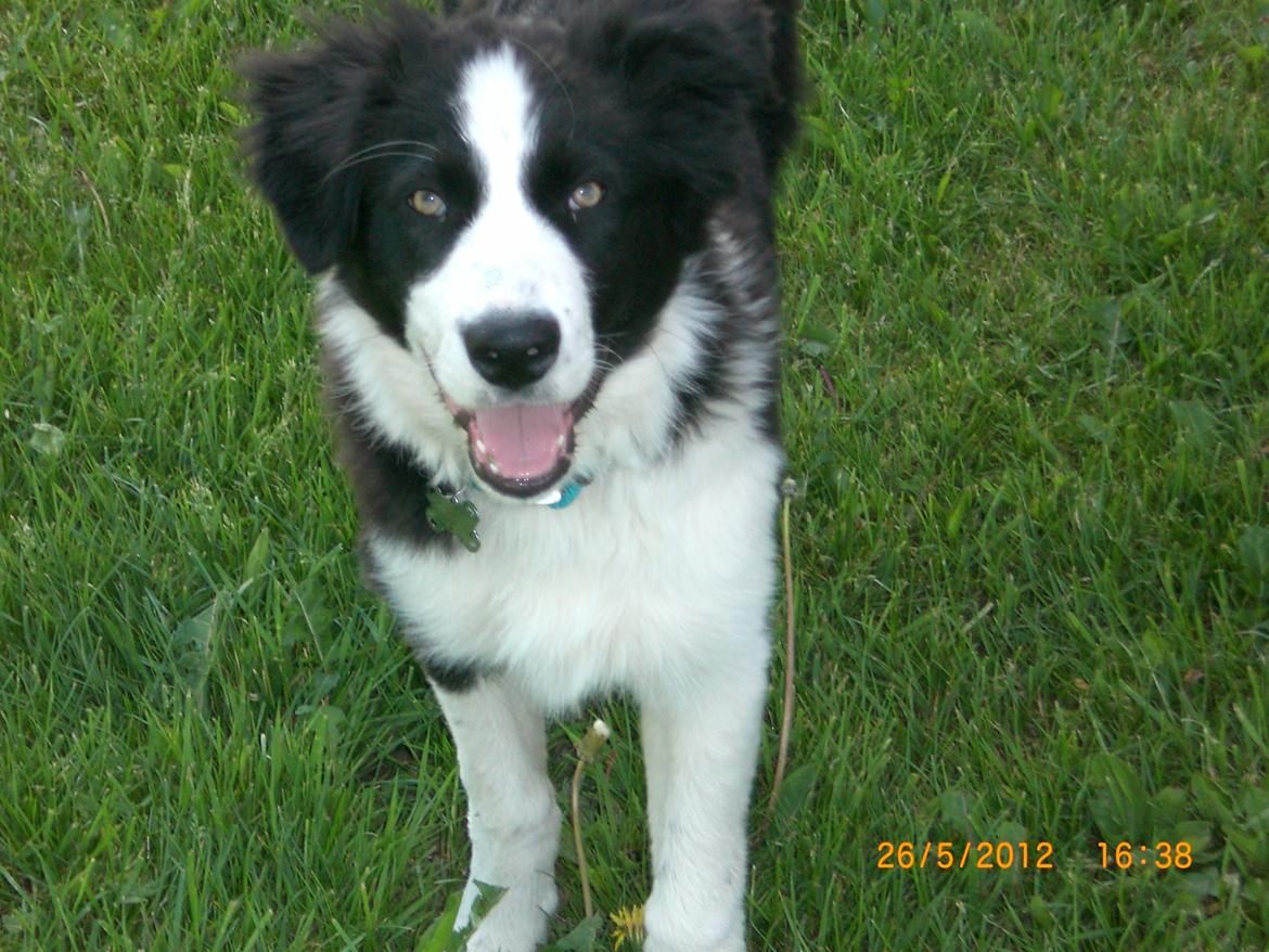 Border collie Futte billede 12