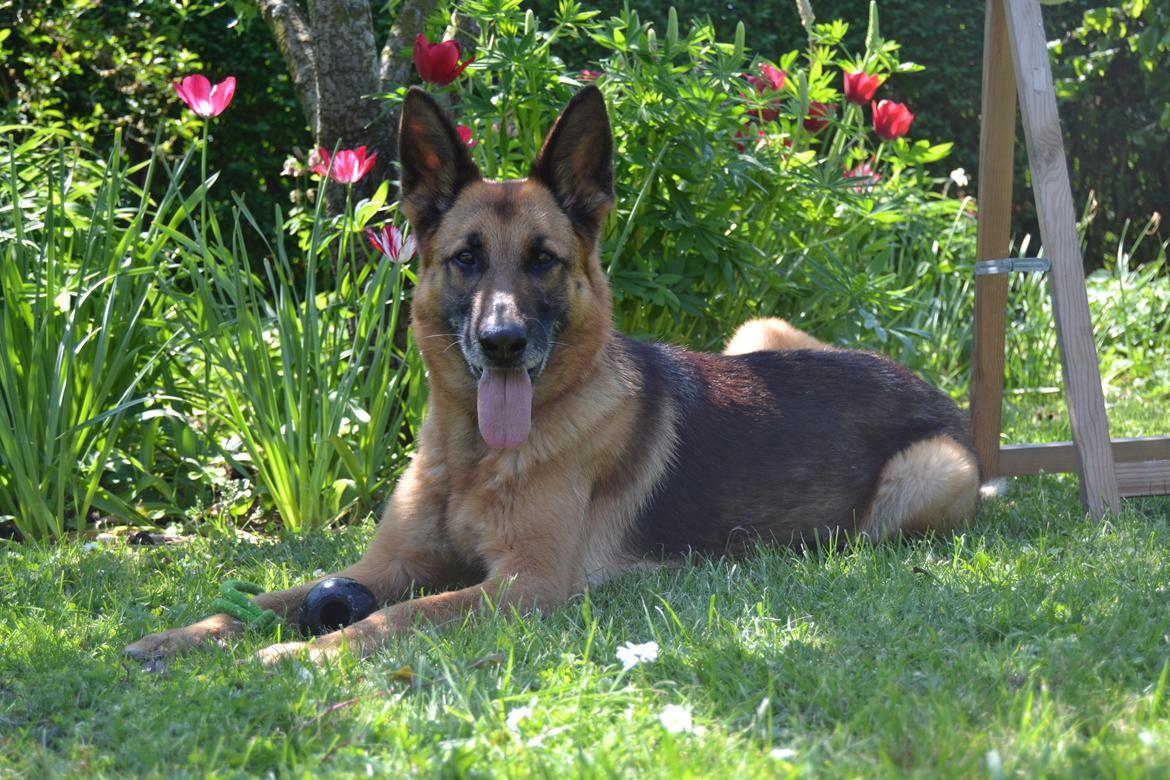 Schæferhund Quality - Nyder lige lidt sol i haven. 25/5-2012 billede 1