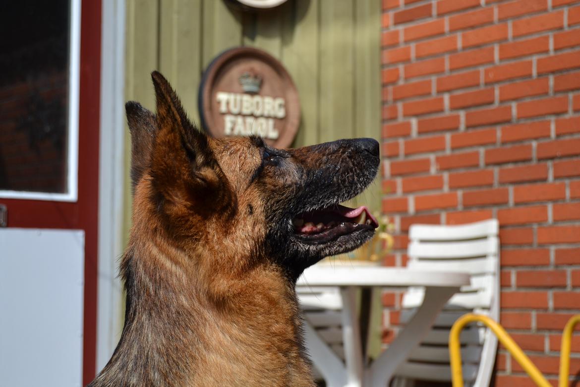 Schæferhund Quality - Efter vandleg. 26/5-2012 billede 2