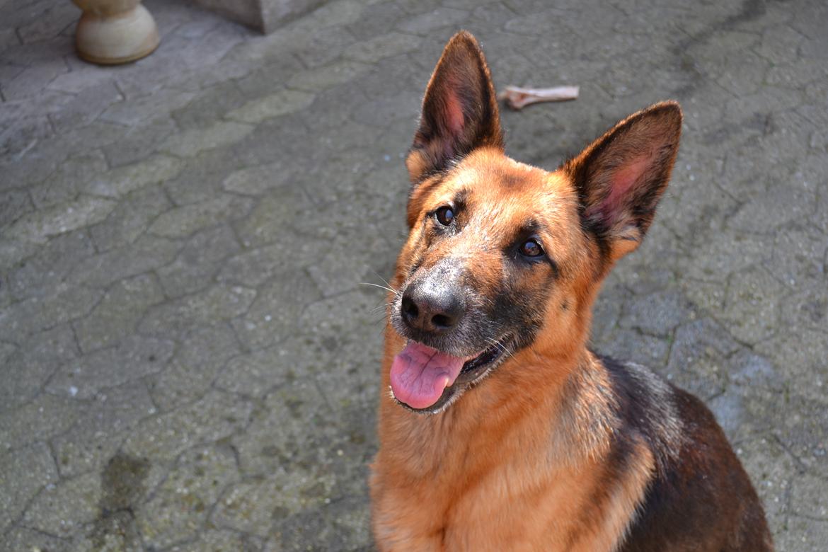 Schæferhund Quality - Efter vandleg. 26/5-2012 billede 3