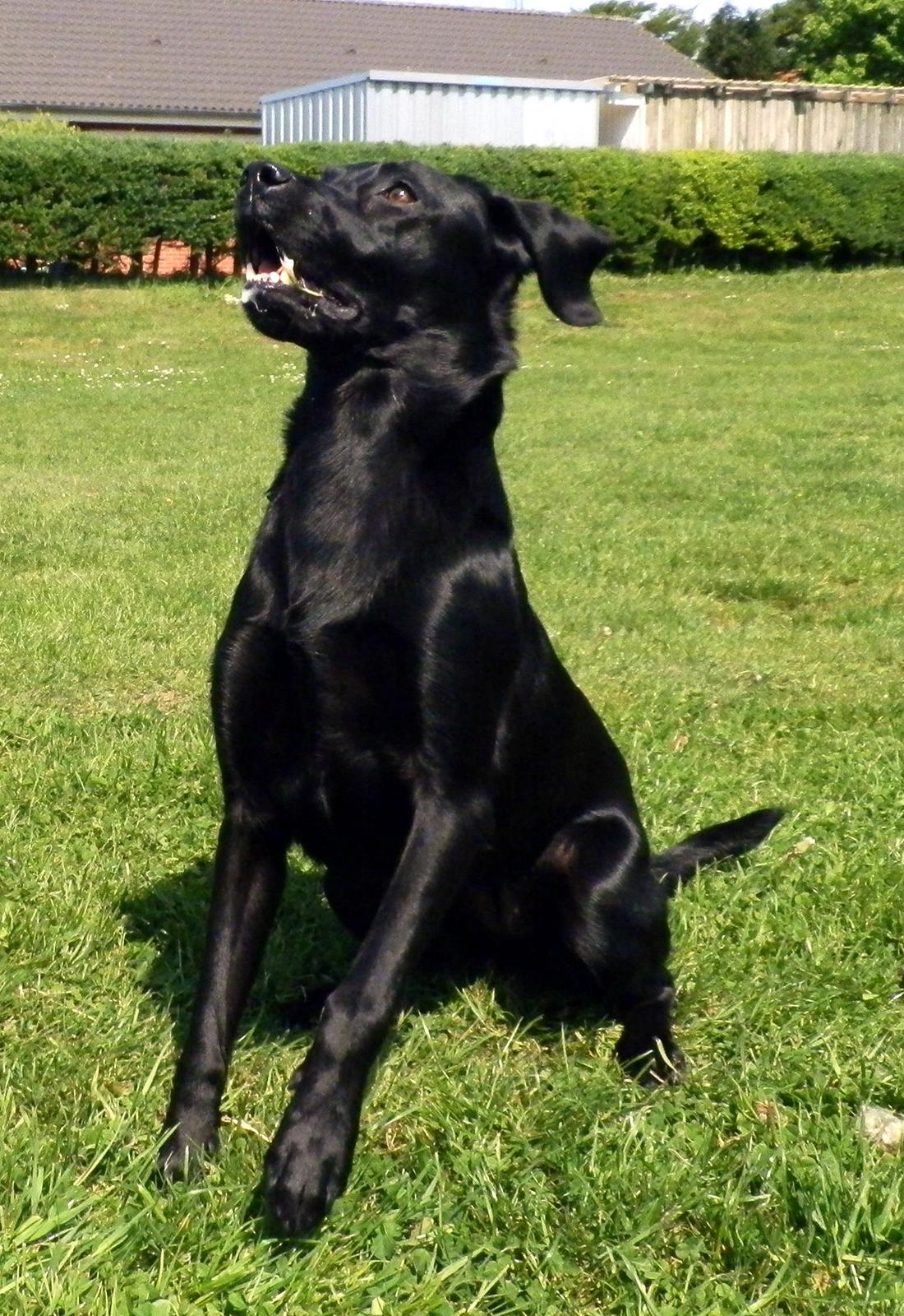 Labrador retriever Laika - 26/5-2012 billede 5