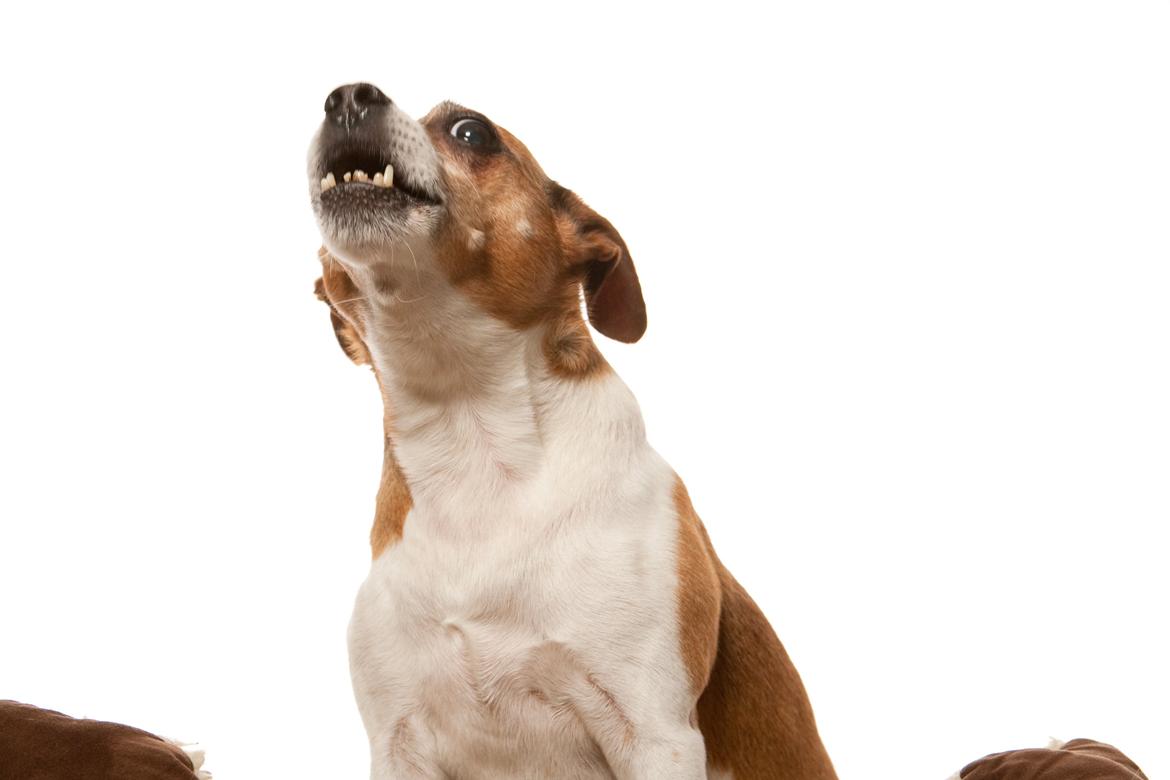 Blanding af racer Oscar  billede 1