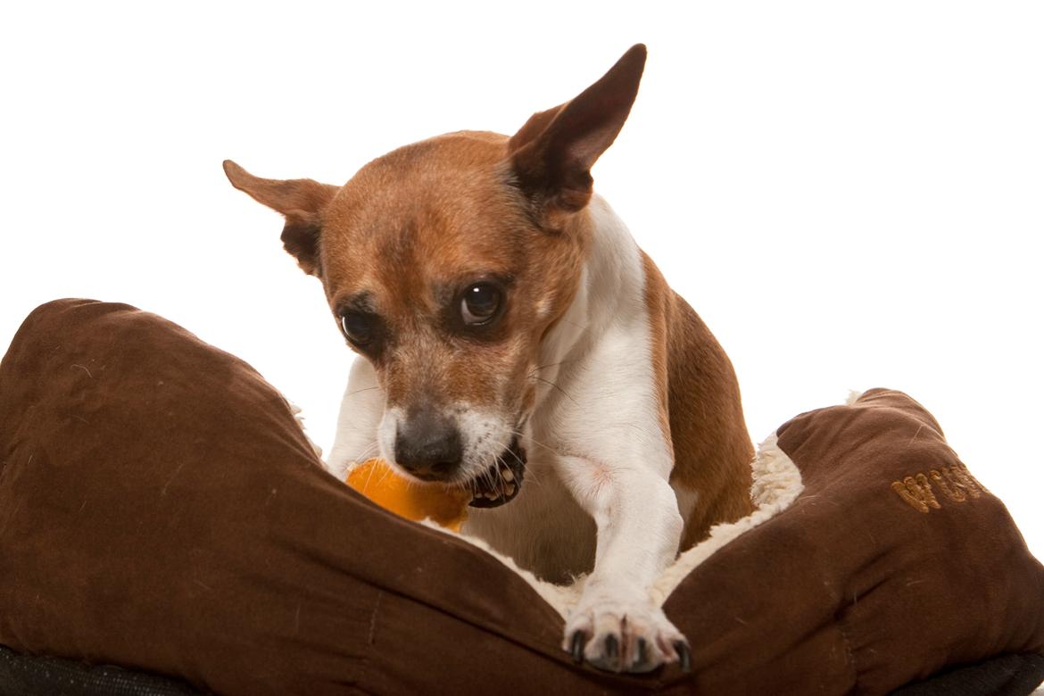 Blanding af racer Oscar  billede 2