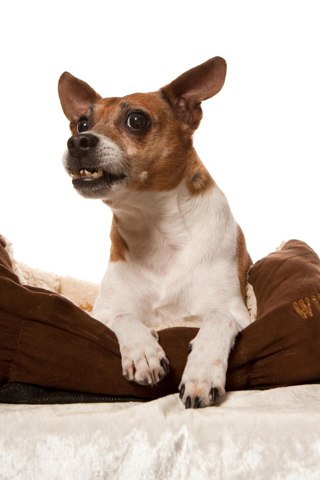 Blanding af racer Oscar  billede 3