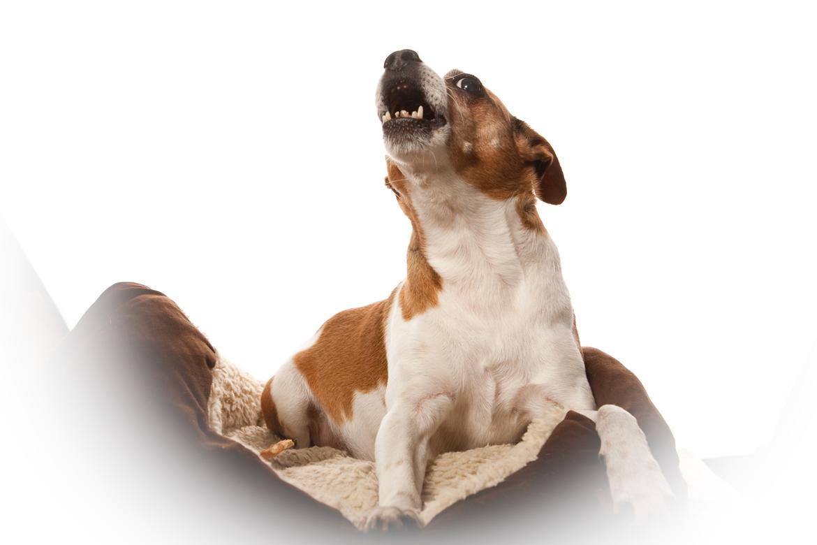 Blanding af racer Oscar  billede 4