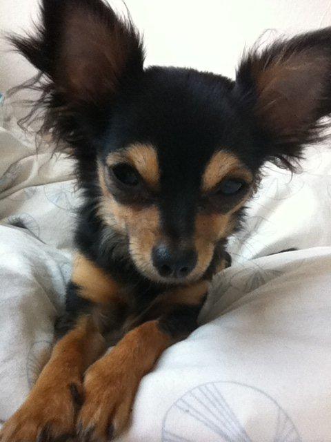 Chihuahua Wilma - Dagen efter jeg havde fået prinsessen hjem. billede 1