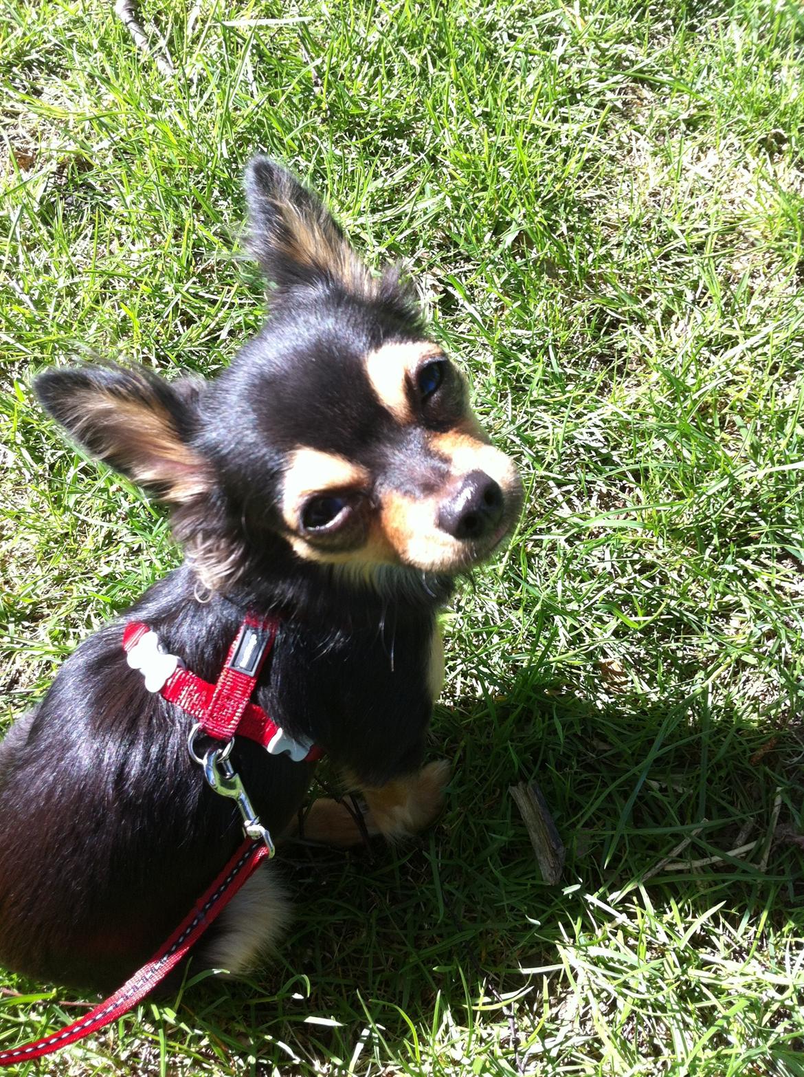 Chihuahua Wilma - En dejlig tur ude i solen. billede 2