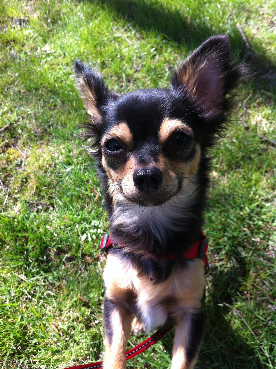 Chihuahua Wilma - Prinsessen  billede 3